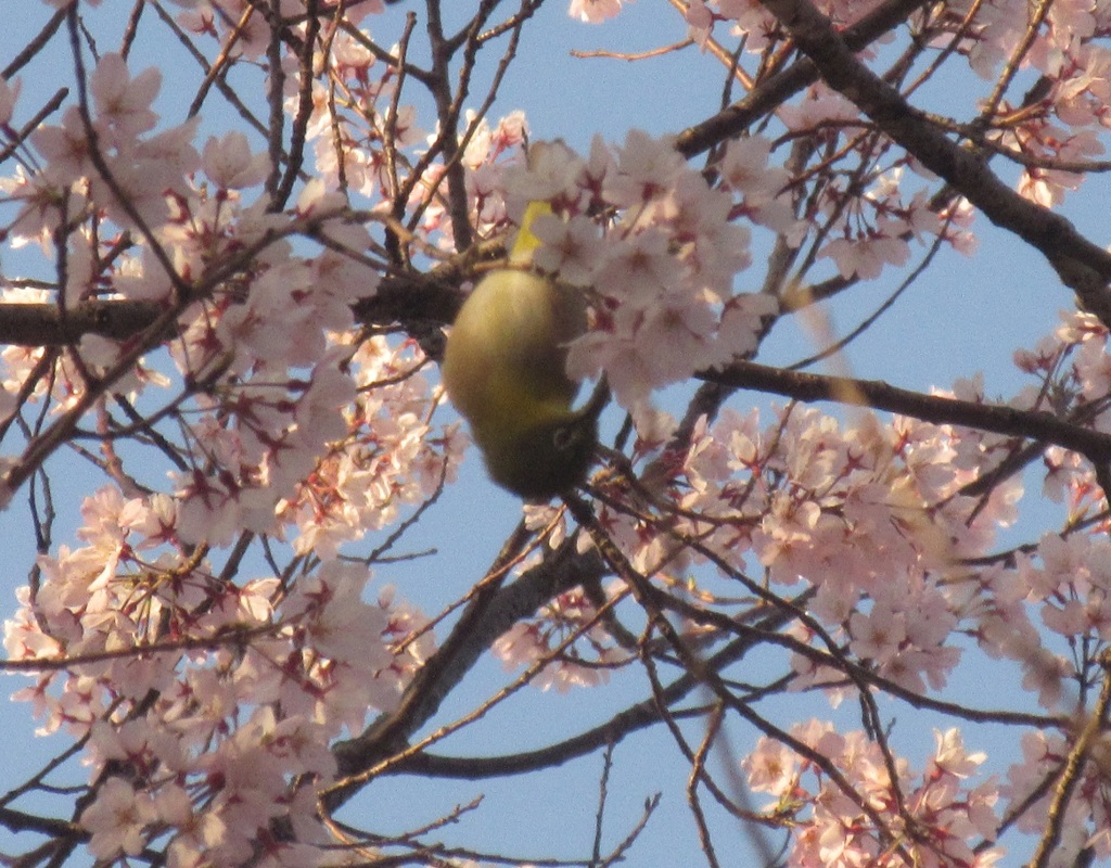 桜＆メジロ⑤