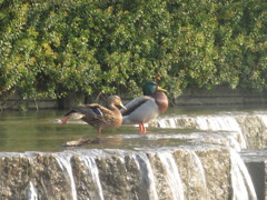 ２匹のカモ③