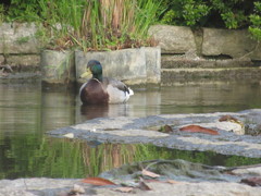 公園のカモたち③