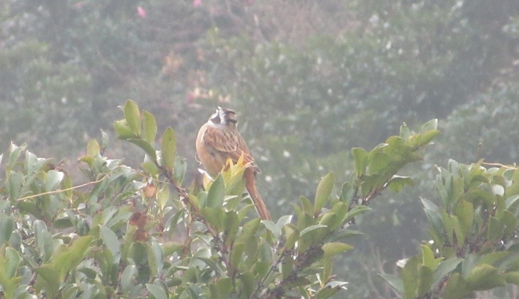 てっぺんで鳴くホオジロ①
