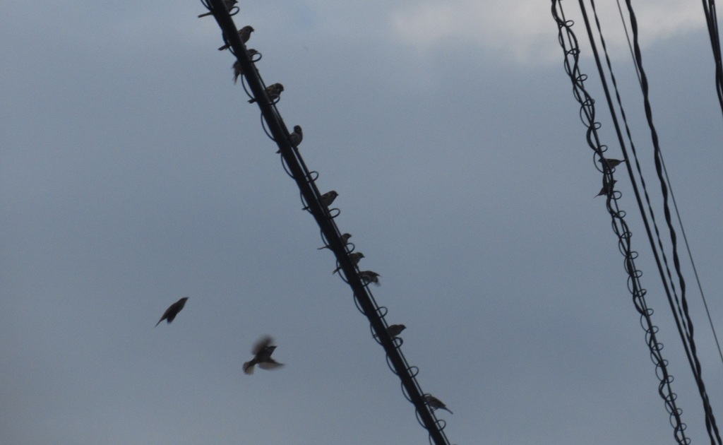 電線の上に群がるスズメ