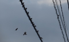 電線の上に群がるスズメ