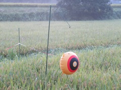 田舎の田んぼでの光景