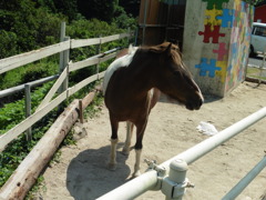 里山のポニー②