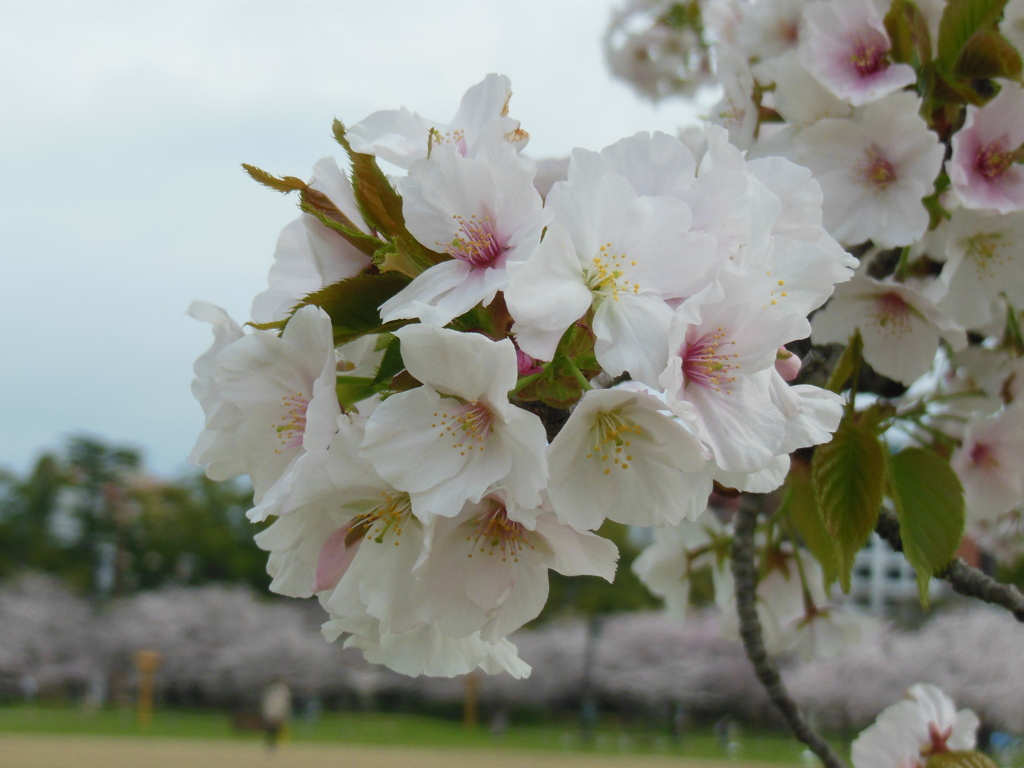福岡市舞鶴公園の桜　⑩