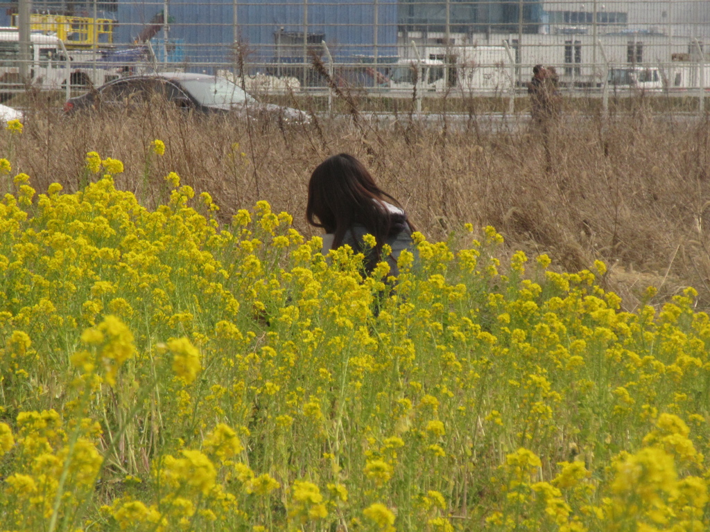 福岡空港R16付近の菜の花③