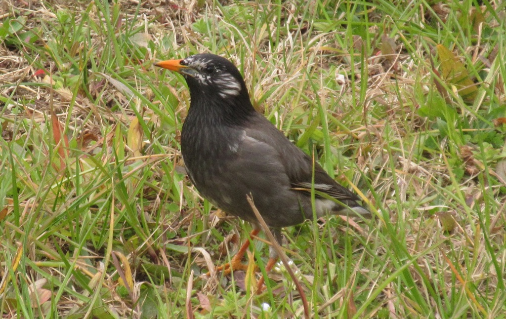 草むらでの餌を探すムクドリ①