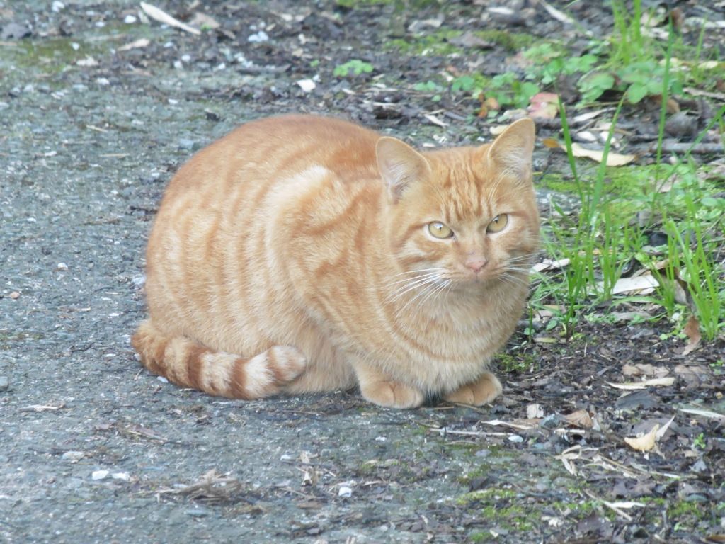 こちらを見つめる猫ちゃん