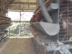 養鶏場の中の鶏と卵