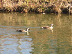池を泳ぐ2羽のカモ