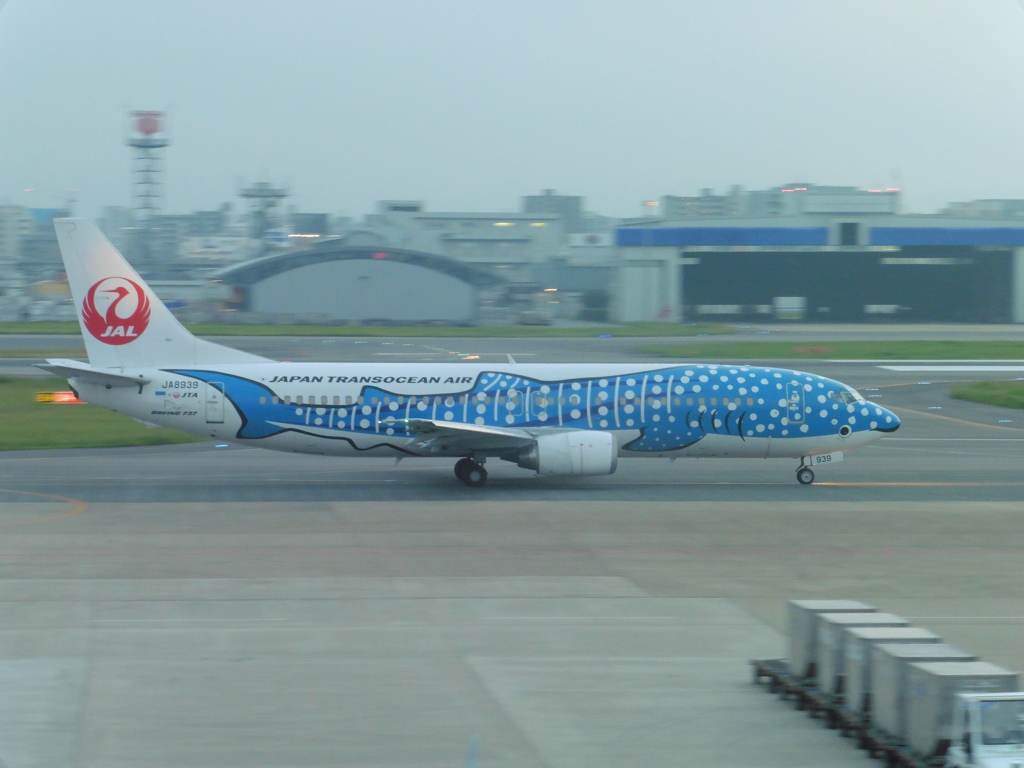 青のジンベエの出発①