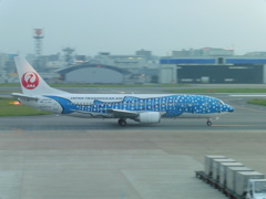 青のジンベエの出発①