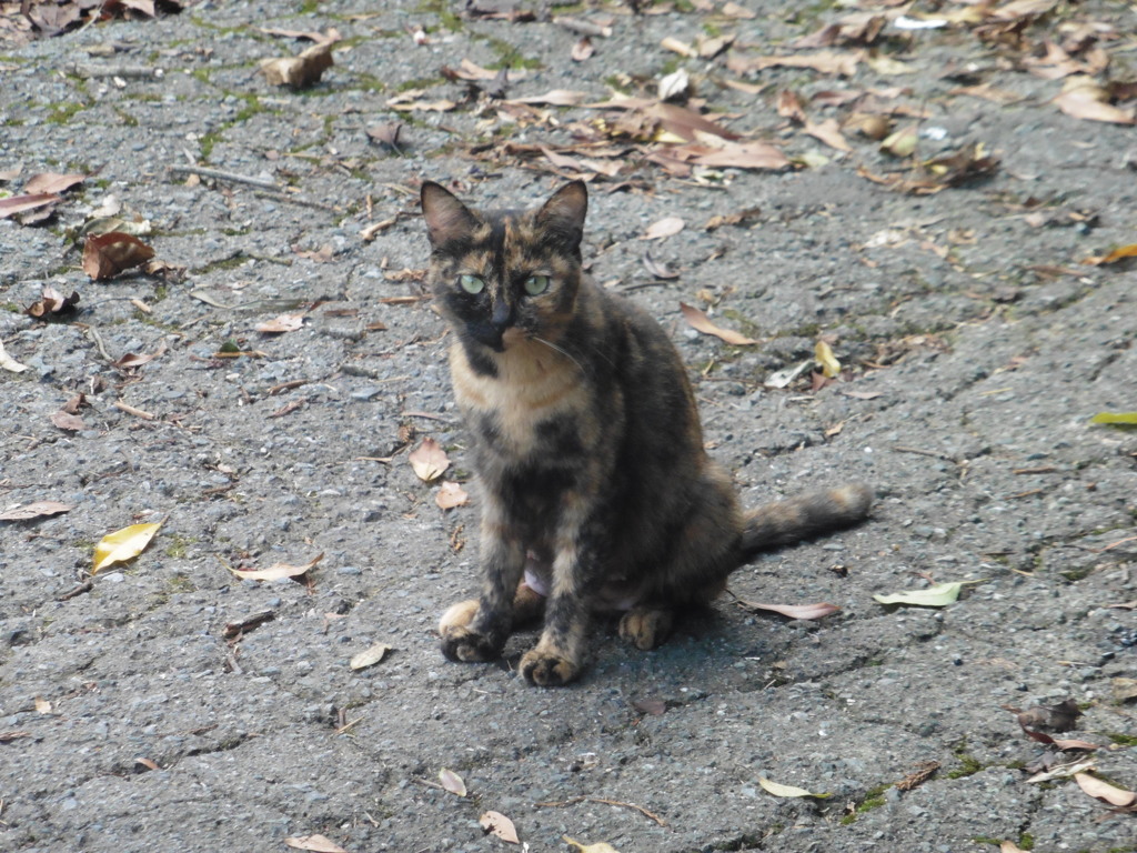 親子の猫ちゃんたち⑦