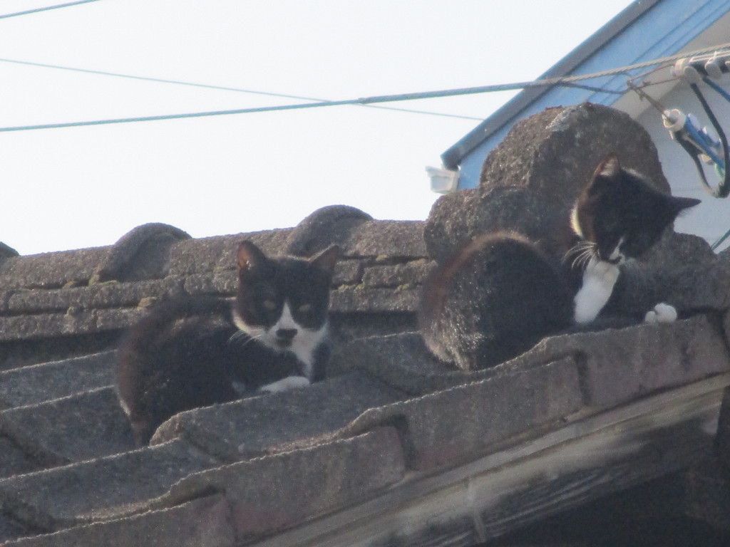 屋根の上の2匹の猫ちゃんたち。