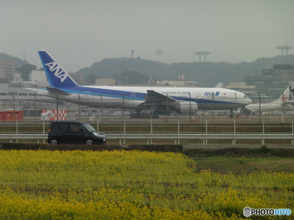 北側より菜の花とANA B777