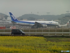 北側より菜の花とANA B777