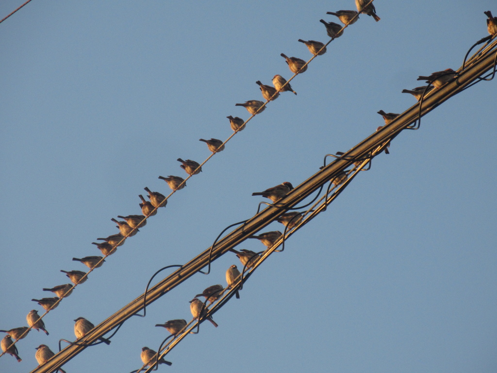 佐賀の田舎にてスズメの大群が⑤