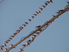 佐賀の田舎にてスズメの大群が⑤