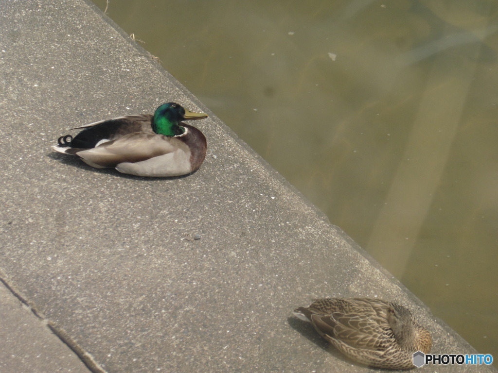 川辺にぐったりしてるカモ