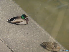 川辺にぐったりしてるカモ