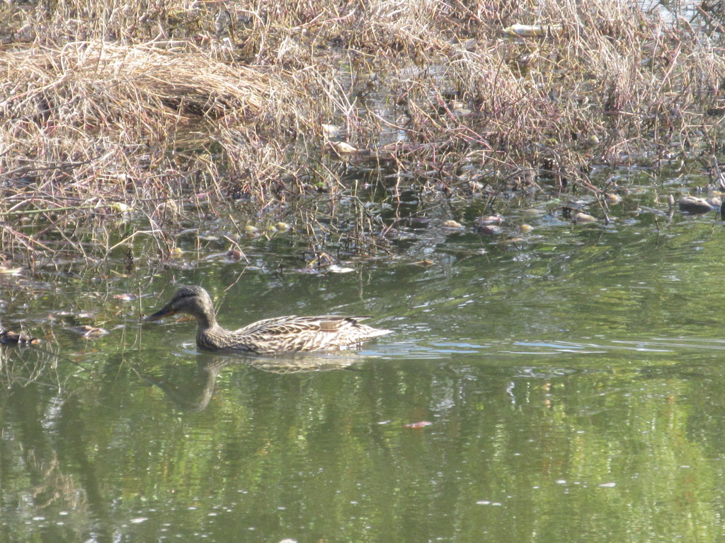 池を泳ぐカモ①