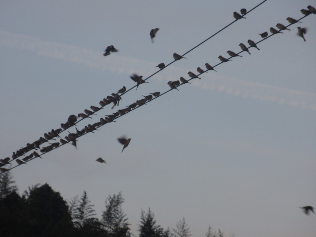 スズメの超大群①