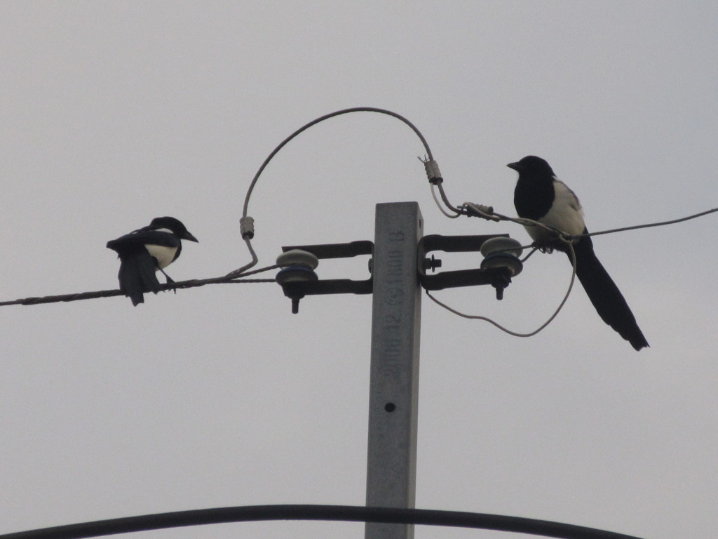 ２羽のカササギ