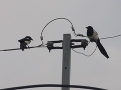 ２羽のカササギ