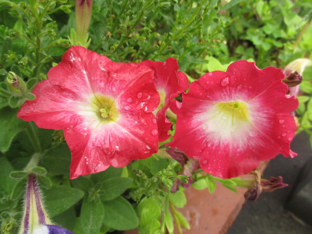 雨に濡れたお花　③
