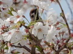 桜をついばむスズメ　①