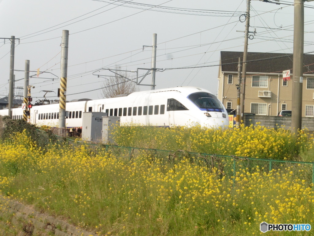 菜の花と白いかもめ①