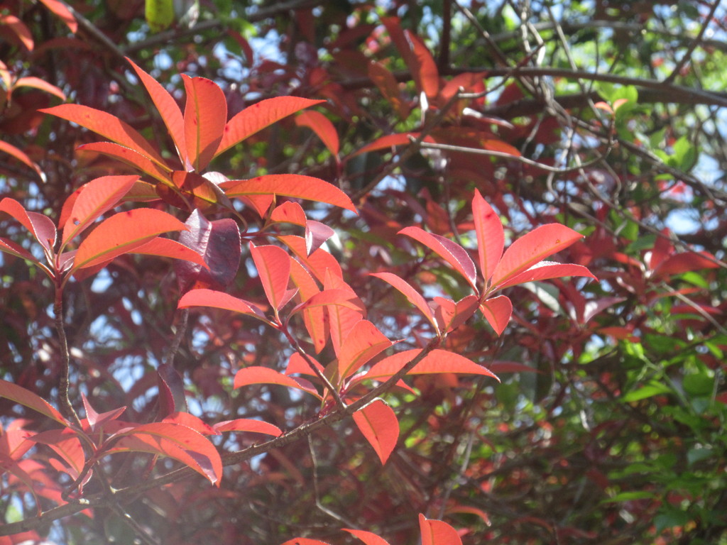 春の紅葉①