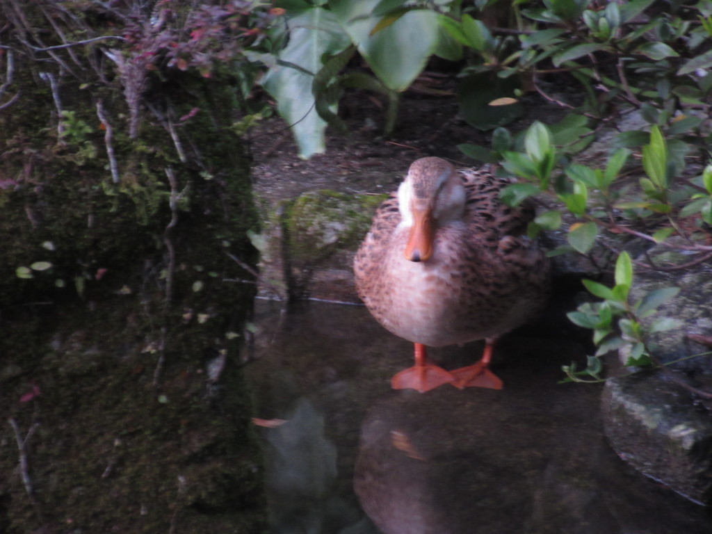 池のそばにたたずむ鴨