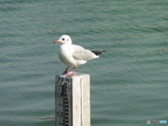 大濠公園にて②