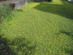 菜の花の光景④