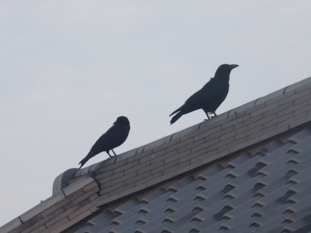 夕暮れ時のカラス