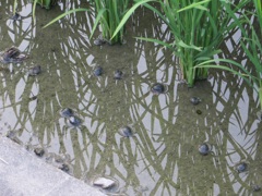 水田の中の生き物