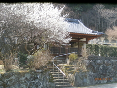 桜と神社の境内
