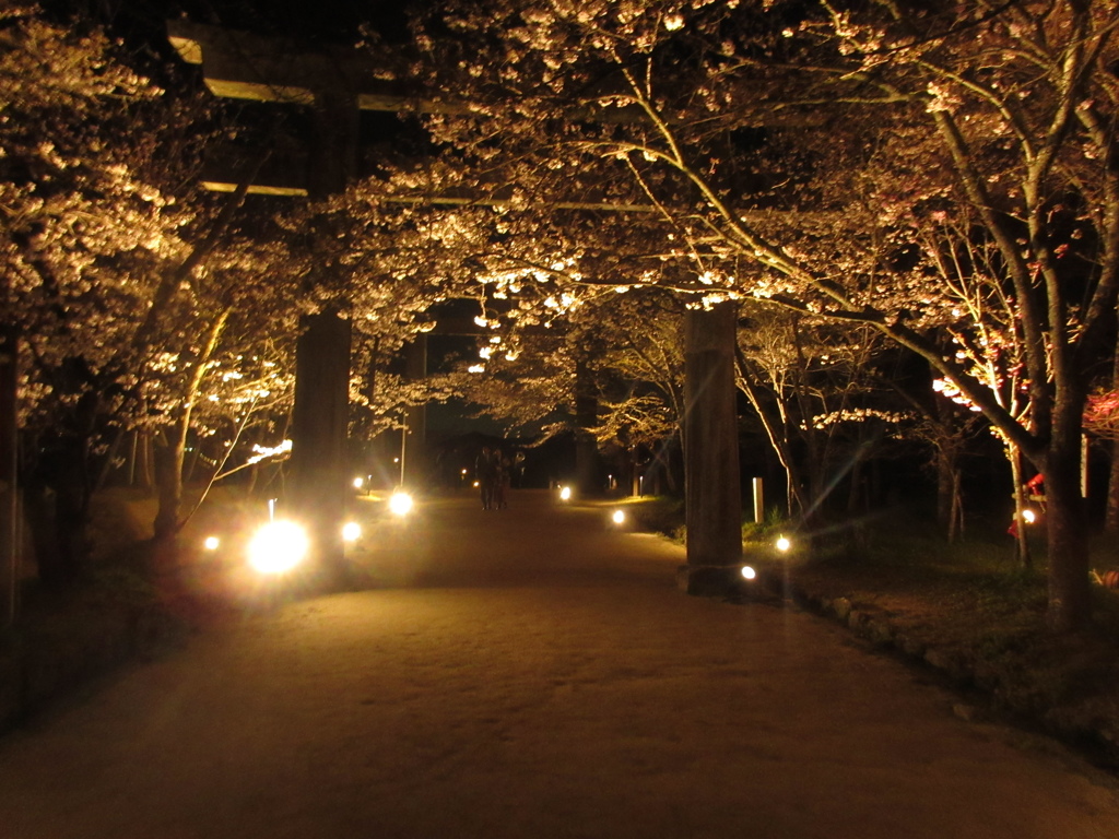 太宰府の神社の夜桜③