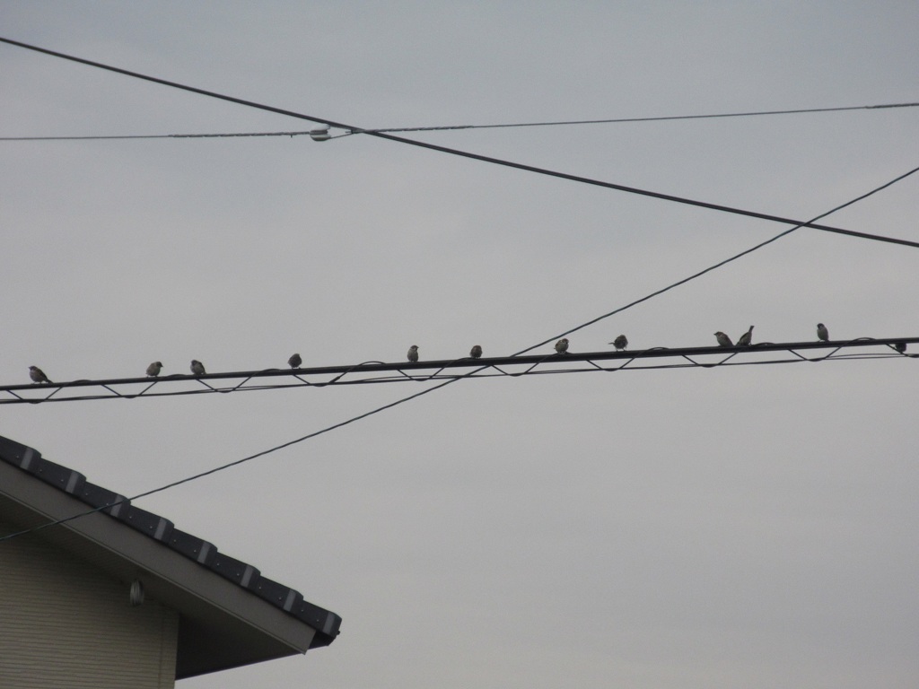 電線の上のスズメの集団