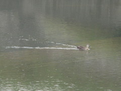 川を泳ぐ１羽のカモ