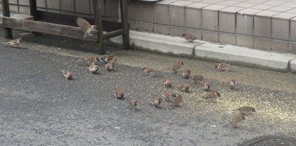 餌に群がるスズメたち②