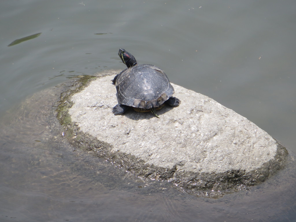 石の上でたたずむカメ