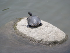 石の上でたたずむカメ