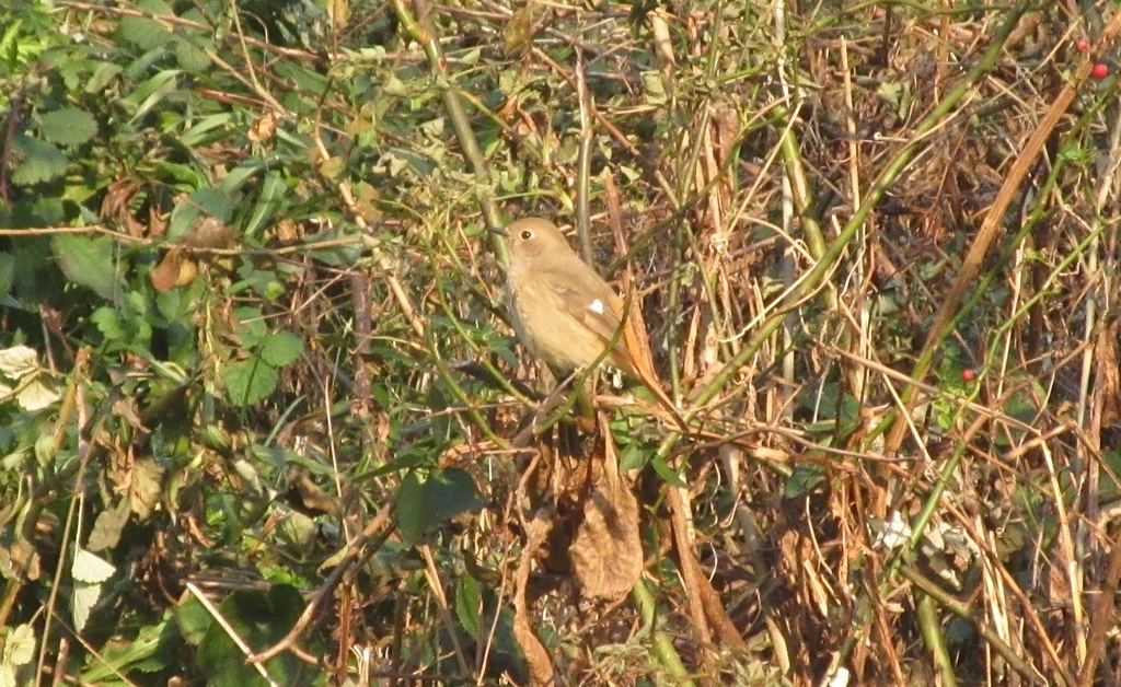 ジョウビタキ②