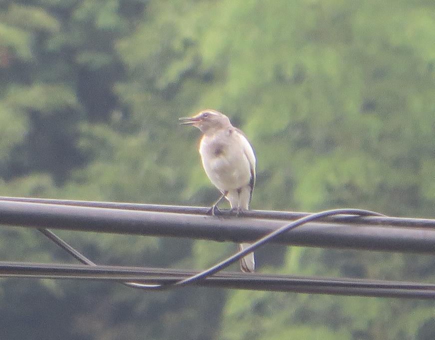 電線のうえにとまる鳥