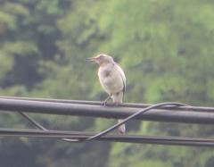 電線のうえにとまる鳥