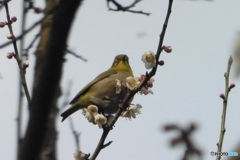 メジロと桜④