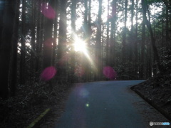 山道に差し込む夕日