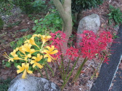 彼岸花と黄色の花